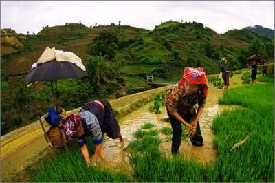 Ảnh minh họa. (nguồn Internet)