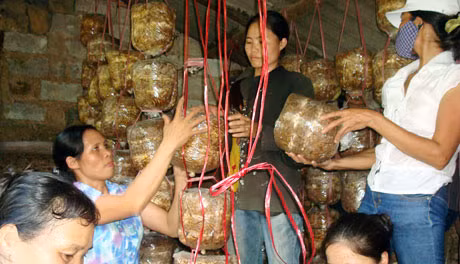 Mô hình trồng nấm rơm của Hội viên Hội phụ nữ xã Thống Nhất (Hoành Bồ) cho hiệu quả kinh tế cao.