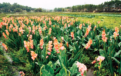 Hoa Hoành Bồ, sản phẩm duy nhất ở Quảng Ninh đã được cấp chứng nhận nhãn hiệu tập thể. (Trong ảnh: Làng hoa Đồng Chè, Hoành Bồ). Ảnh: Đức Chính