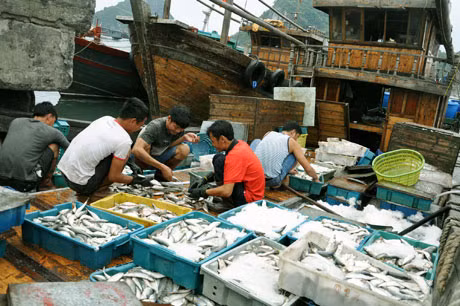 Ngư dân Vân Đồn phân loại và bảo quản sau khai thác.