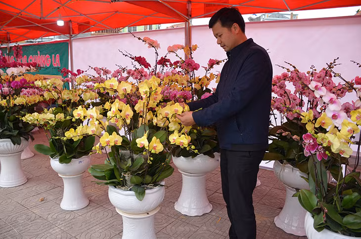 Hoa lan Hồ Điệp của HTX Tín Phát trưng bày tại hội hoa xuân Hoành Bồ năm 2019.