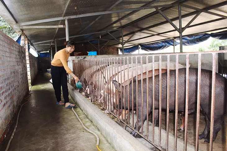 Mô hình chăn nuôi của gia đình chị Vân cho hiệu quả kinh tế cao