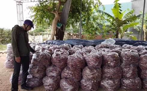 Chư A Thai là xã thuần nông của vựa lúa huyện Phú Thiện, tỉnh Gia. (Ảnh: Nông nghiệp Việt Nam)