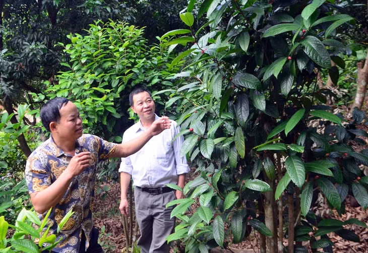 Nhờ chính sách hỗ trợ nhà nước, nhiều người dân trên địa bàn huyện Ba Chẽ đã đầu tư trồng phát triển cây trà hoa vàng đem lại hiệu quả kinh tế cao. (Ảnh: