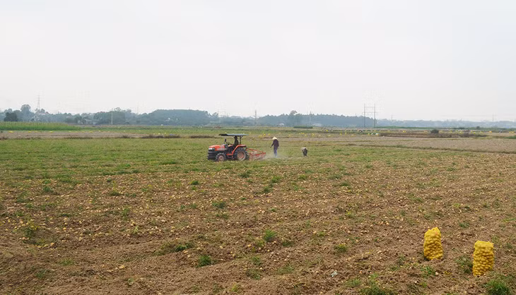 Thời điểm này TX Đông Triều đã thu hoạch xong vụ khoai tây, ước tổng sản lượng đạt 