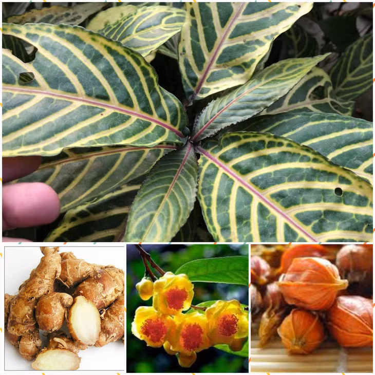 Các loại dược liệu k