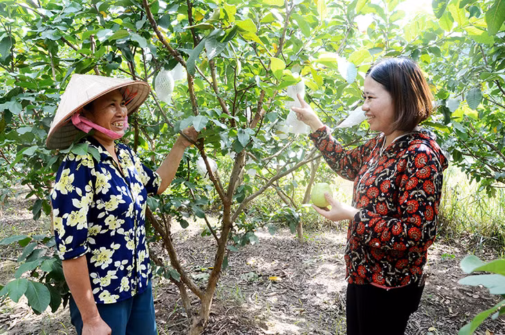 Vườn trồng ổi Đài Loan của gia đình bà Đỗ Thị Hòa, thôn Đồng Đặng, xã Sơn Dương, huyện Hoành Bồ.