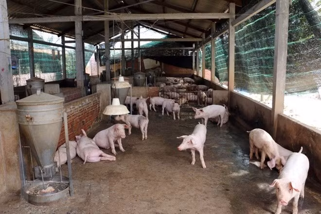 Chăn nuôi lợn. (Ảnh minh họa. Nguồn: TTXVN)