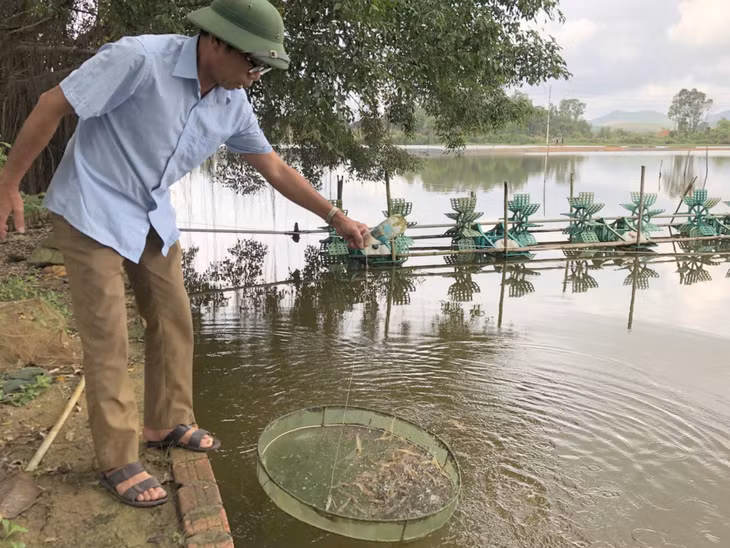 Ông đang theo dõi sự phát triển của tôm tại đầm nuôi tôm của gia đình.