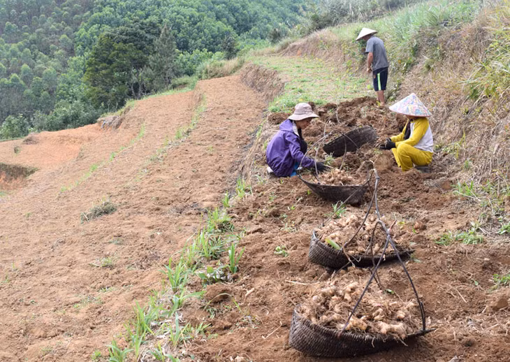 Gia đình anh Nhì, thôn Khe Lặc thu hoạch dong nhưng đẻ lấy ruộng trồng ngô