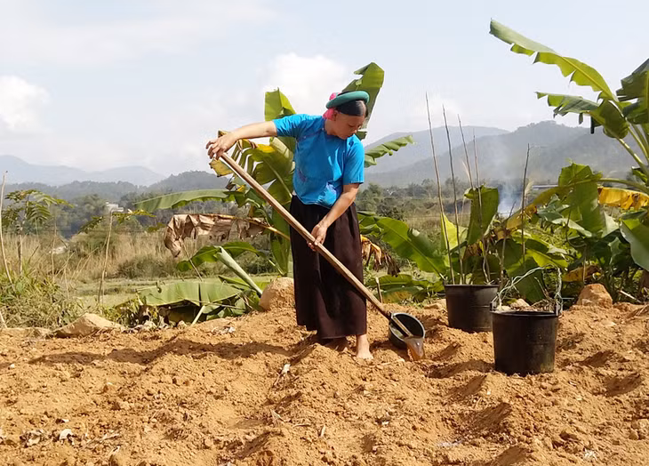 Chị Dương Thị Lý, Thôn Pặc Chè, xã Đồng Văn chuẩn bị trồng ngô. Chị nói: 