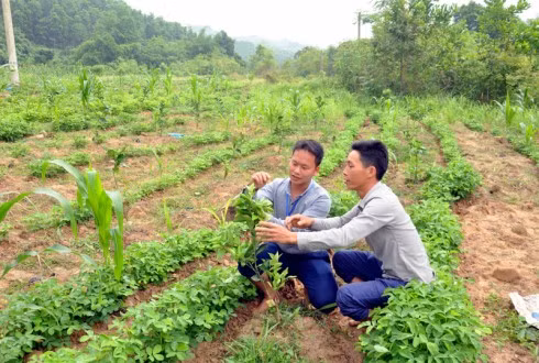 Cán bọ và nhân dân thôn Phủ Liễn, xã Đồng Sơn tích cực hỏi hỏi kinh nghiệm và xây dựng vườn mẫu, lấy phát triển sản xuất làm động lực đưa xã hoàn thành chương trình 135.