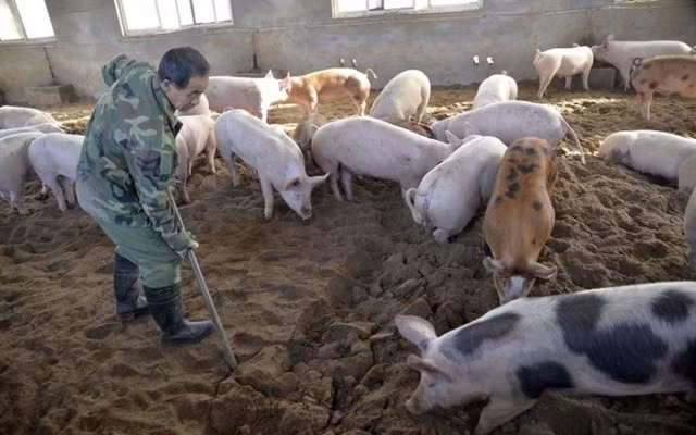 Dịch tả lợn châu Phi đã xuất hiện tại hai tỉnh Hưng Yên và Thái Bình (Ảnh minh họa).