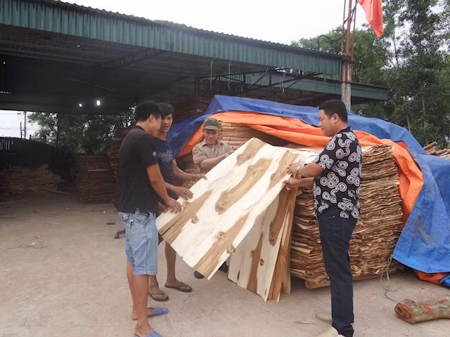 Anh Nguyễn Huy Chiến kiểm tra chất lượng sản phẩm gỗ tại xưởng 