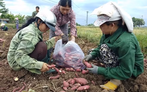 Hàng trăm hộ dân trồng khoai lang lo lắng vì khoai đến vụ mà không có người mua. (Ảnh: Dân Việt)