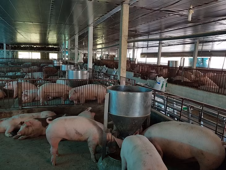 Chăn nuôi tập trung giúp kiểm soát dịch bệnh tốt hơn - Ảnh: VGP/Đỗ Hương