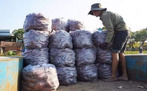 Nông dân huyện Phú Thiện đang phải bán lẻ từng cân khoai lang. (Ảnh: Tiền Phong)