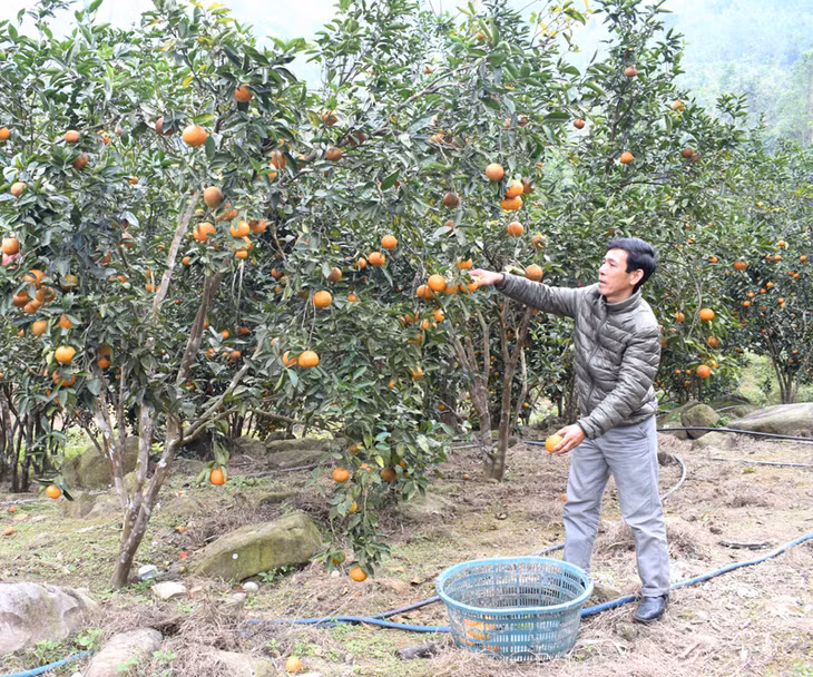 Năm nay, cam Bản Sen dược mùa nhất từ trước đến nay