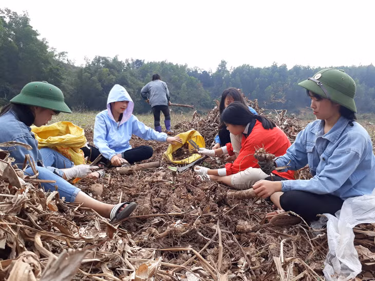 Học sinh, đoàn viên thanh niên giúp người dân thu hoạch củ dong tại xã Vô Ngại (Bình Liêu)