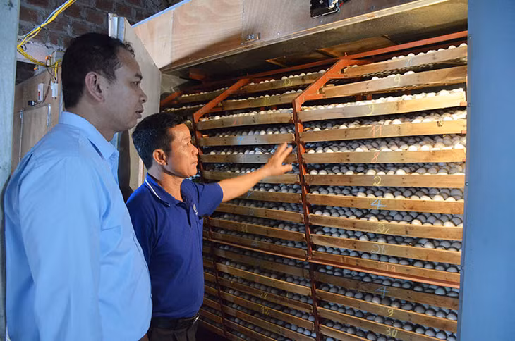 Lãnh đạo TX Quảng Yên kiểm tra chương trình xây dựng nông thôn mới của TX Quảng Yên đã thu hút được sự chung tay tích cực của người dân. Trong ảnh: Lãnh đạo xã Cẩm La thăm mô hình sản xuất trứng vịt của người dân trên địa bàn.