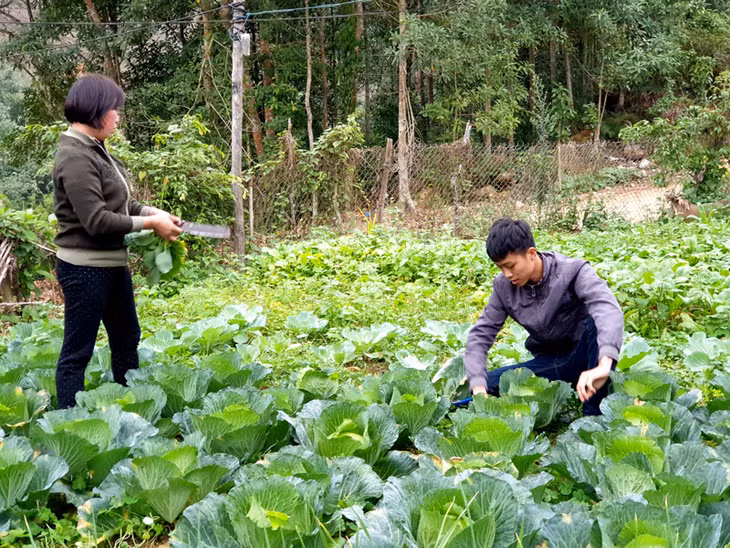Triều Khánh Ninh, ở thôn Hua Cầu, xã Phong Dụ, huyện Tiên Yên tích cực giúp mẹ chăm sóc vườn rau trước ngày lên đường nhập ngũ.