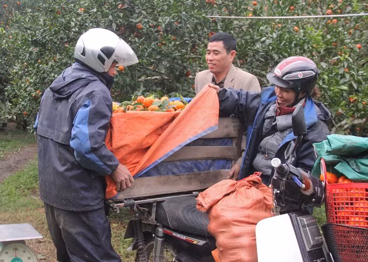 Thu hoạch cam tại gia đình anh Trần Văn Hậu, thôn Cái Bầu, xã Vạn Yên. Ảnh: Dương Hương
