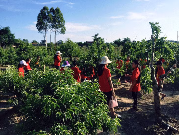Thôn đạt chuẩn, vườn đạt chuẩn nông thôn mới tại xã Quảng Minh đã thu hút đông đảo các bạn trẻ đến tham quan, du lịch.