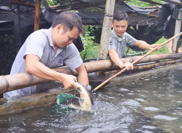 Mô hình nuôi cá tầm của HTX Phát triển nông nghiệp thủy sản Đông Bắc (xã Đồng Văn, huyện Bình Liêu)