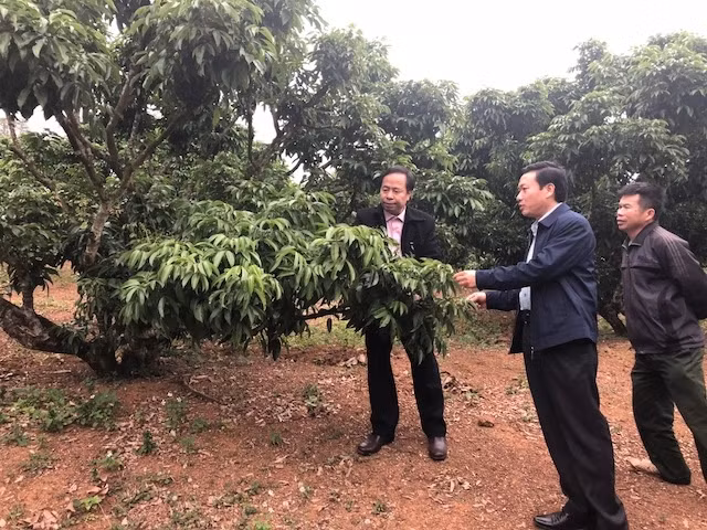 Nhiều vườn vải thiều ở Lục Ngạn (Bắc Giang) không ra hoa