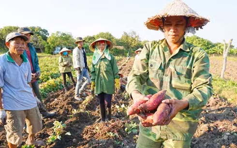 Nông dân trồng khoai lang Nhật ở Gia Lai đang chờ tiểu thương quay lại nhưng chưa biết khi nào. (Ảnh: Dân Việt)