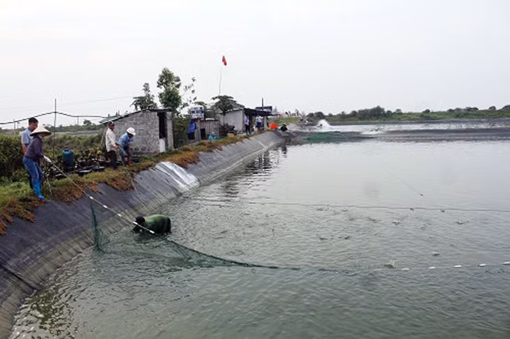 Thu hoạch tôm tại gia đình ông Vũ Viết Biển, thôn 3, xã Quảng Minh.