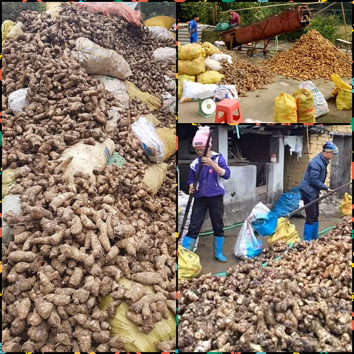 Năm 2018, nhiều sản phẩm OCOP được phát triển tập trung, trong đó vùng sản xuất dong riềng làm nguyên liệu sản xuất miến dong tăng mạnh cả về diện tích và sản lượng