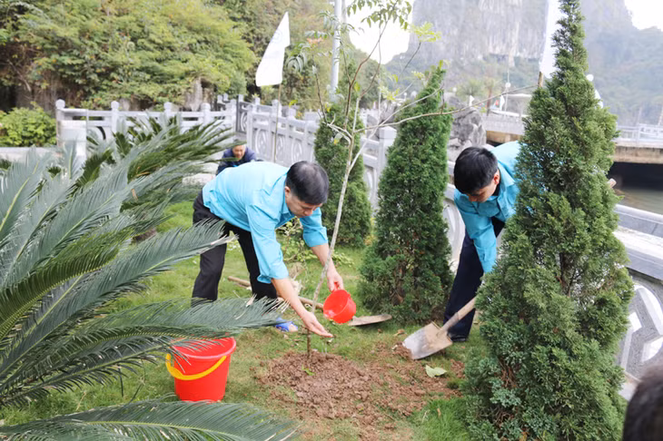 Cây bông mộc lan được CBNV Ban Quản lý vịnh Hạ Long trồng tại Hang Đầu Gỗ (Trung tâm Bảo tồn 1)
