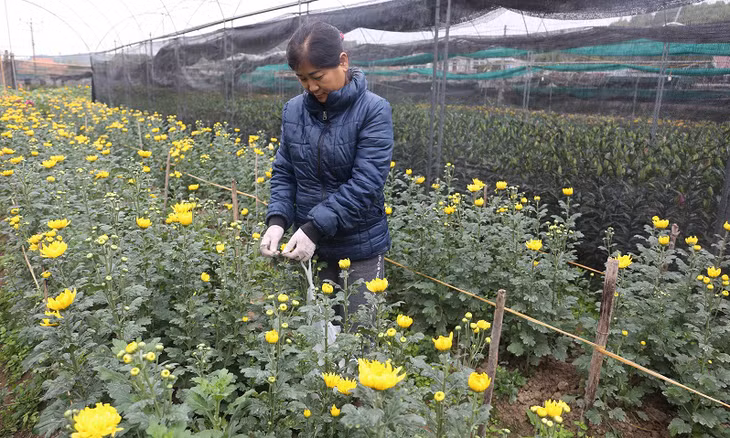 Công nhân nhà vường xã Lê Lợi, huyện Hoành Bồ chăm sóc hoa cúc chuẩn bị cung ứng phục vụ rằm tháng Giêng. Ảnh Hồng Phương (Trung tâm TTVH Hoành Bồ)