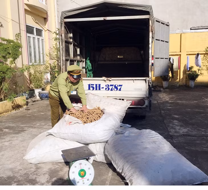 Đội QLTT số 8 thu giữ gần 400 kg ba kích không rõ nguồn gốc vận chuyển trái phép.