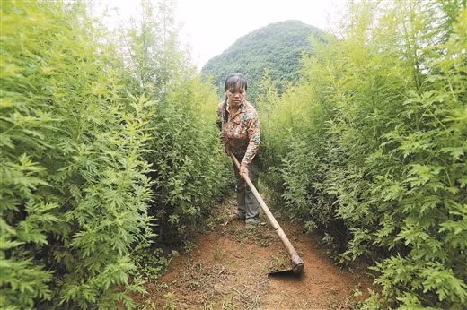 Người dân dọn cỏ vùng cây nguyên liệu thanh hao.