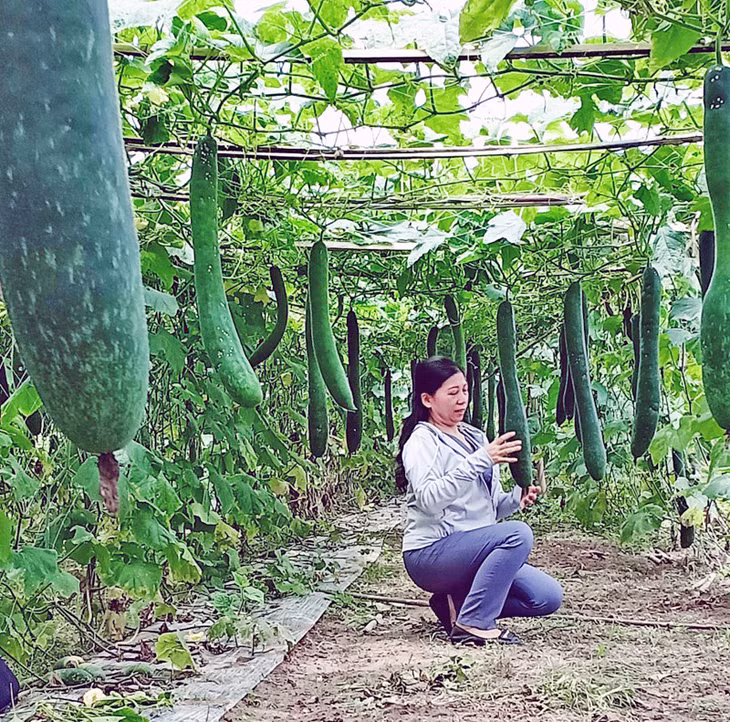 Mô hình trồng bí đao tại xã Đông Hải đã và đang phát huy hiệu quả.