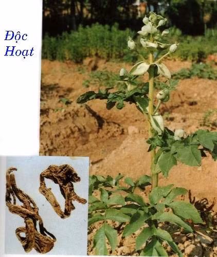 Độc hoạt vị cay đắng, tính ôn, tác dụng tán phong hàn thấp tà, trừ phong, giải biểu…