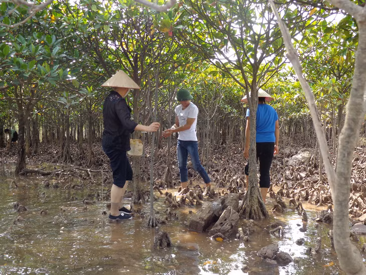 Khách du lịch tham quan rừng ngập mặn ở Đồng Rui (Tiên Yên). Ảnh: Nguyễn Duy