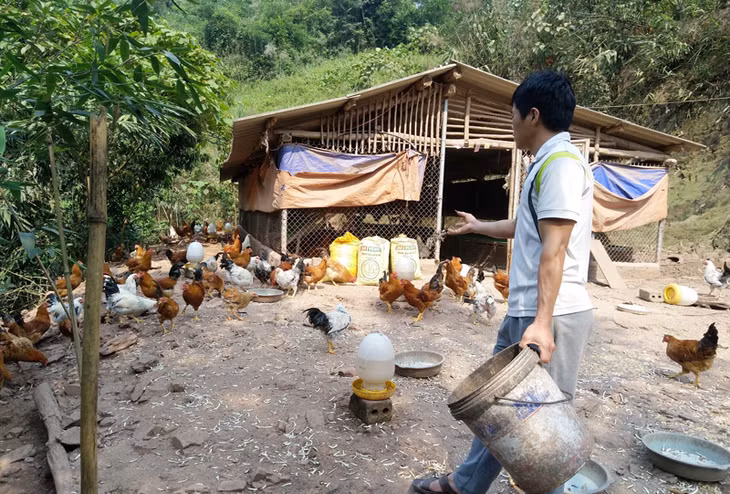 Mô hình chăn nuôi gà thương phẩm của 
