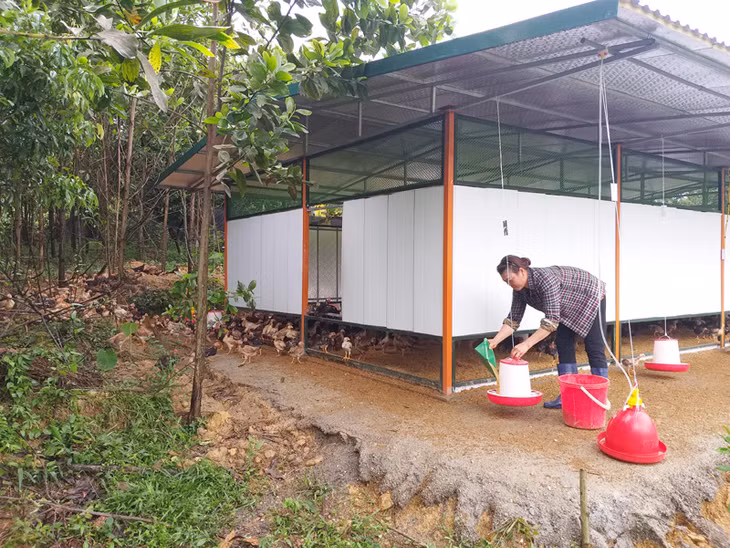 Mô hình trang trại nuôi gà – hướng làm giầu mới của gia đình chị Phạm Thị Hồng ở thôn Đồng Cháy