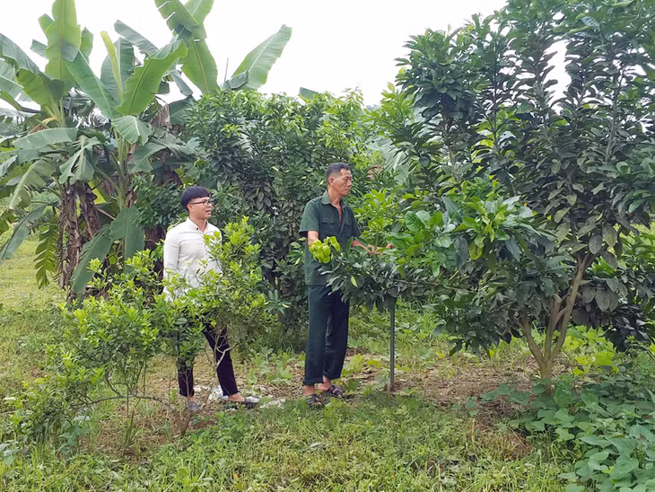 Vườn táo lai và bưởi da xanh của gia đình ông Đặng Văn Kinh ở thôn Đồng Chùa đang sinh trưởng tốt