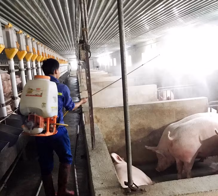 Cũng như phun thuốc khử trùng được thực hiện hàng ngày.