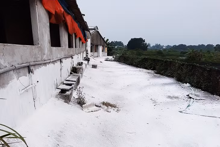 Để bảo vệ đàn lợn Móng Cái, Công ty TNHH MTV phát triển nông, lâm, ngư Quảng Ninh luôn rắc vôi trắng trại để bảo vệ đàn lợn Móng Cái