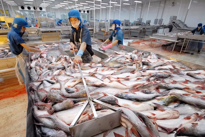 Doanh nghiệp cá tra chuẩn bị tích cực để hưởng các ưu đãi từ EVFTA.