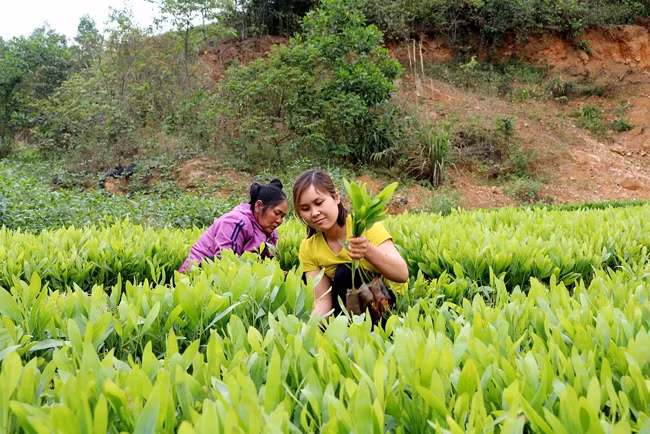 Nông dân huyện Sơn Động (Bắc Giang) chăm sóc vườn ươm cây keo giống. Ảnh: YÊN ĐỊNH
