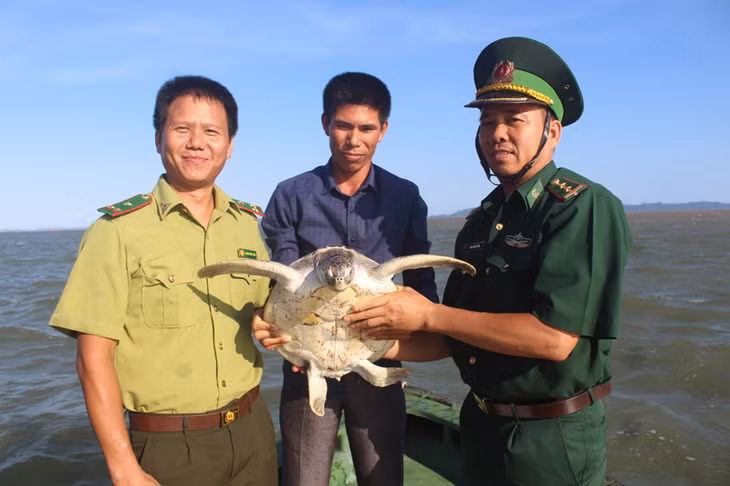 Các lực lượng chức năng và ngư dân tiến hành thả cá thể vích về môi trường tự nhiên