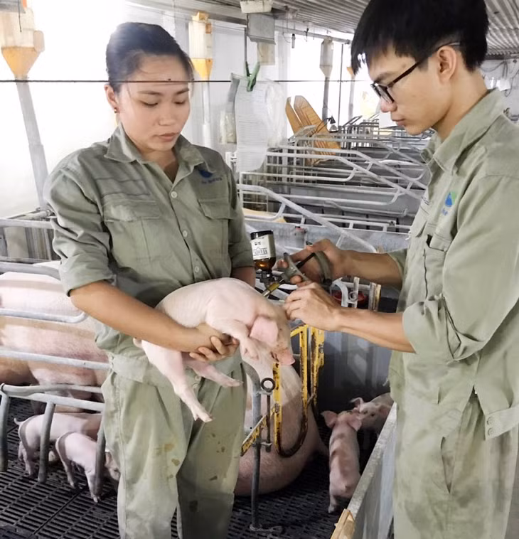 Công tác phòng chống dịch cho lợn được đơn vị thực hiện ngay khi lợn mới sinh.