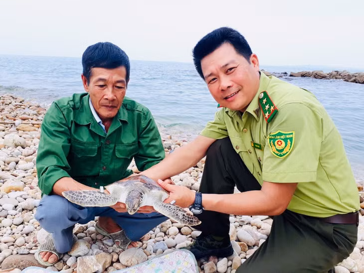 Các thể rùa biển đã được thả về với môi trường tự nhiên.
