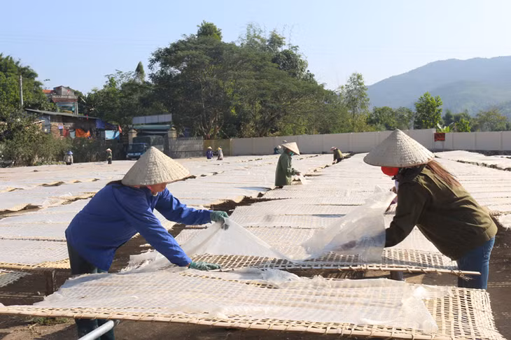 Người dân Bình Liêu phơi miến rong - đặc sản OCOP chủ lực của huyện. (Ảnh: La Lành)